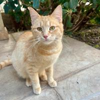 Gattina pelo rosso