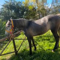 Puledra p.r.e di 4 anni a maggio