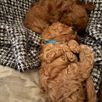 Cane barboncini Toy