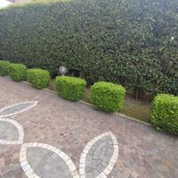 Piante da giardino sempreverdi