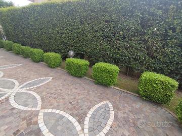 Piante da giardino sempreverdi