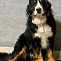 Bovaro del Bernese di 2 anni disponibile per monta