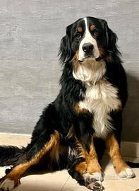 Bovaro del Bernese di 2 anni disponibile per monta
