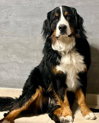 Bovaro del Bernese di 2 anni per monta