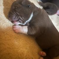 Cuccioli Amstaff