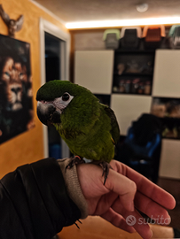 Pappagallo ara nobilis allevato a mano