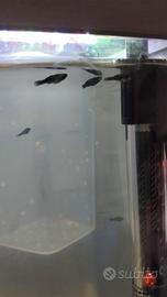 Molly black avannotti già un mese di vita