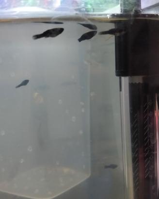 Molly black avannotti già un mese di vita