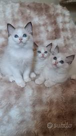 Ragdoll con Pedigree 