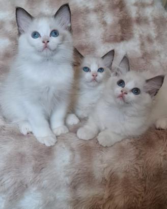 Ragdoll con Pedigree 