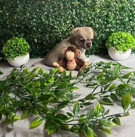 Cucciolo chihuahua