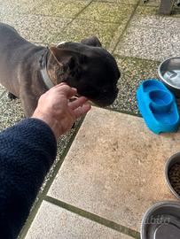 Bulldog francese