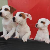 Jack russell pelo raso zampa corta