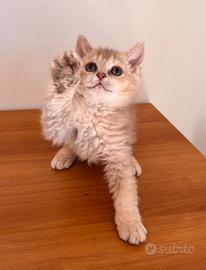 Cucciolo razza Selkirk rex pedigree