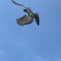 Piccioni addestrati cimbelli e volantini