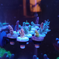 Talee Acropora coralli SPS