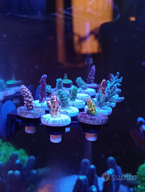 Talee Acropora coralli SPS