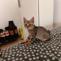 Due splendidi Gattini