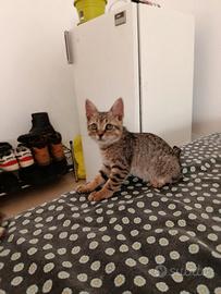 Due splendidi Gattini