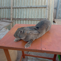Gigante delle fiandre