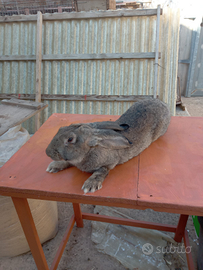 Gigante delle fiandre