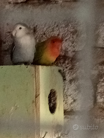 Pappagalli inseparabili