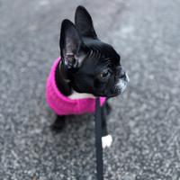 Cucciola di bulldog francese