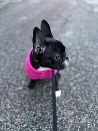 Cucciola di bulldog francese