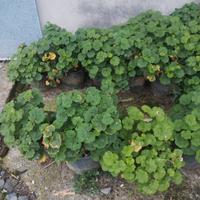 vasi di piante di geranio