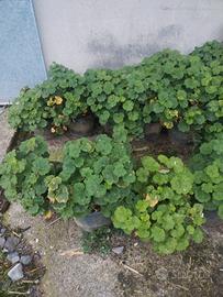 vasi di piante di geranio