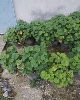 vasi di piante di geranio