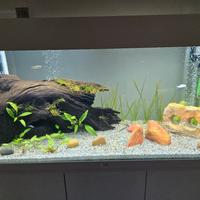 tronco acquario