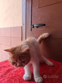 Exotic Shorthair 