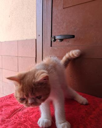 Exotic Shorthair 