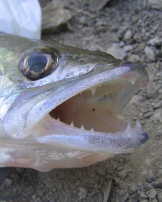 Predatori d'acqua fredda