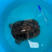 Tartaruga acqua dolce