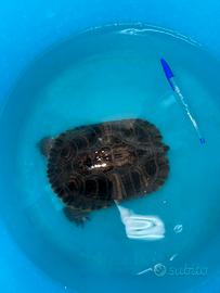 Tartaruga acqua dolce