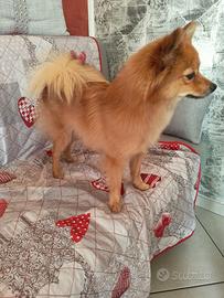 Cucciola Volpino