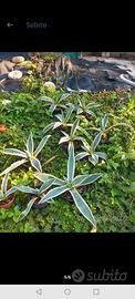 agave americana verde e striata 
