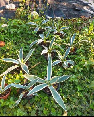 agave americana verde e striata 