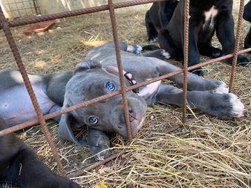 Cuccioli di cane corso