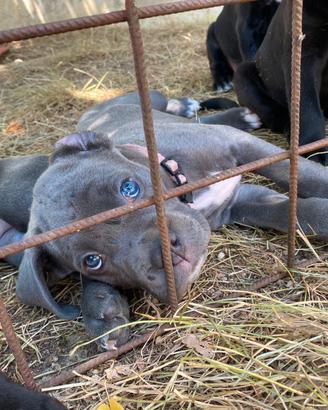 Cuccioli di cane corso