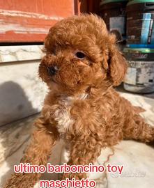 Barboncino red toy maschio