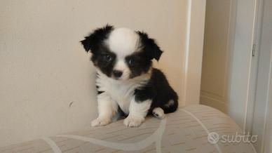 chiwawa 