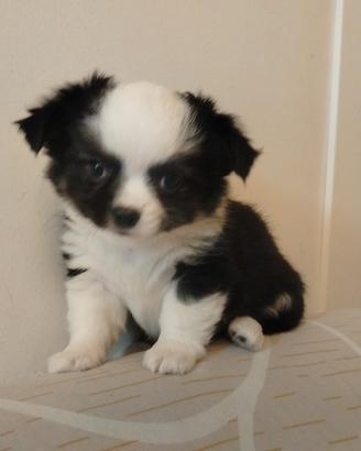 chiwawa 