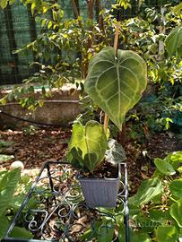 piante tropicali philodendron monstera platycerium