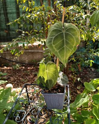 piante tropicali philodendron monstera platycerium