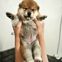 Cuccioli di Shiba Inu