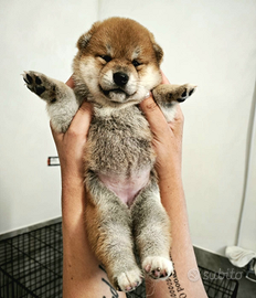 Cuccioli di Shiba Inu