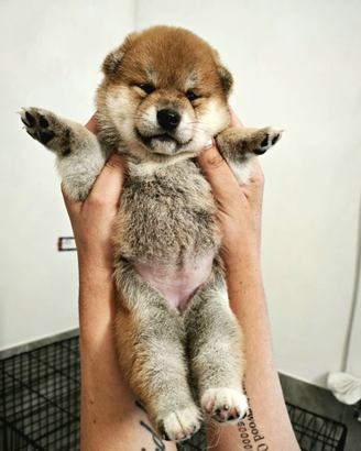Cuccioli di Shiba Inu